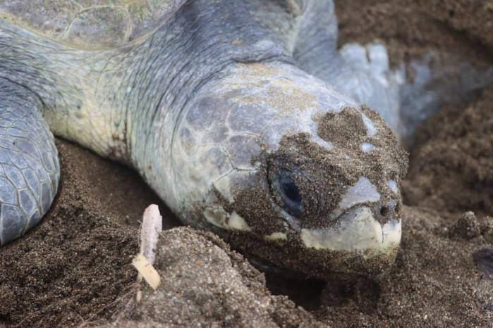 Panamá busca fortalecer la coordinación nacional para proteger a las tortugas marinas.