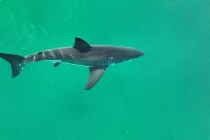 El año pasado hubo 69 ataques no provocados de tiburones, superando los 63 de 2022.