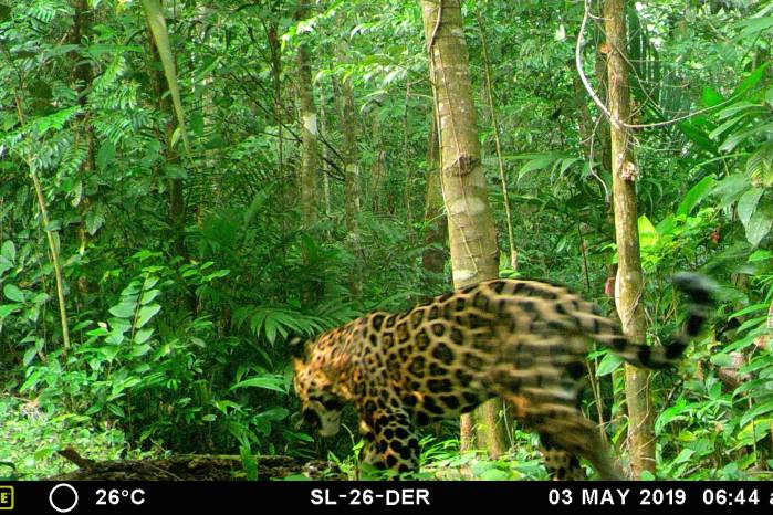 Un jaguar captado por una de las cámaras trampa, insertadas dentro del bosque.