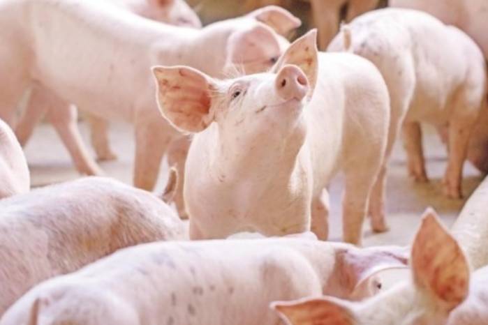 Los hechos se registraron en el sector de Los Ñopos, corregimiento de Llano de Piedra, distrito de Macaracas.