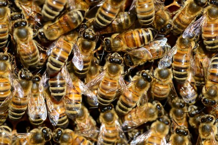 A diferencia de otras especies, estos insectos pueden perseguir a una persona durante varios metros y atacar en grupo.