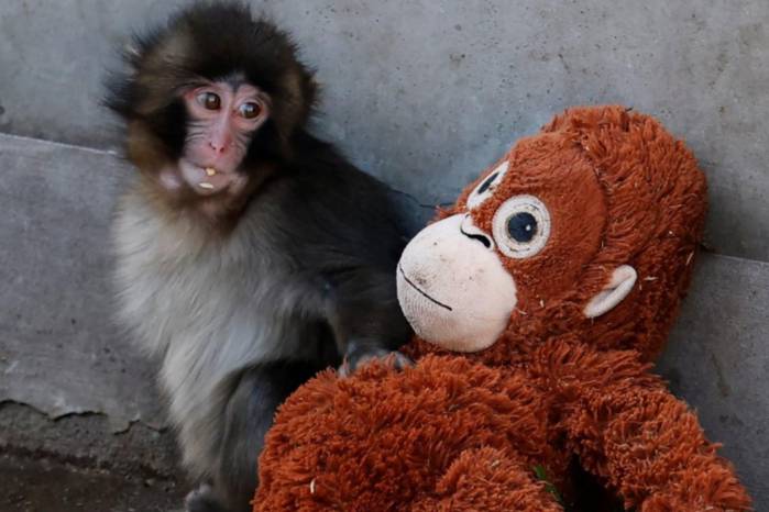 Sin la presencia materna, los cuidadores decidieron proporcionarle un peluche de gran tamaño que le diera seguridad emocional y estímulo para su desarrollo.