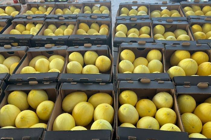 El melón panameño es un fruto mu apreciado en el mercado internacional.