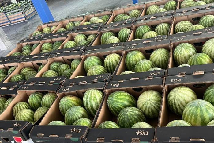 La temporada de exportación de sandía y melón 2026, inició el pasado 13 de enero.