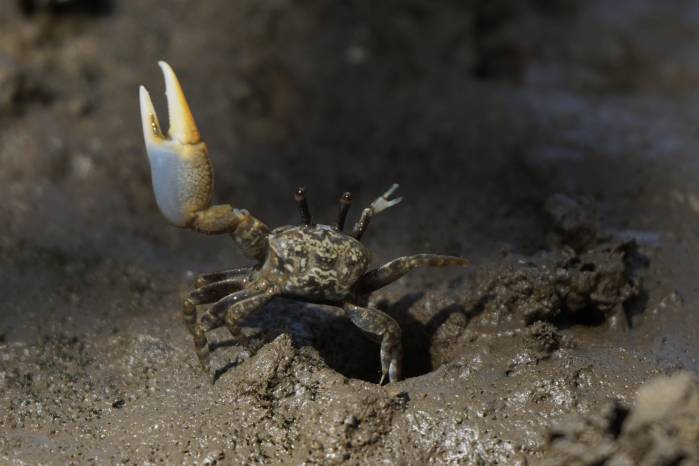 Macho de ‘Leptuca bacillopilosa’ en postura de cortejo. Horconcitos, Golfo de Chiriquí, 2024.