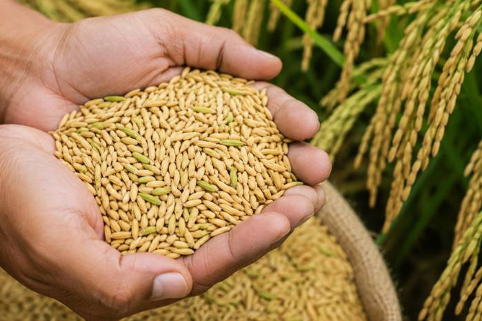 El pronunciamiento surge en medio de la preocupación por los posibles efectos del fenómeno de El Niño sobre la producción agropecuaria y el abastecimiento nacional.