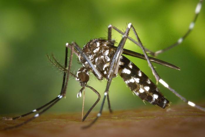 El virus registró uno de sus mayores picos de circulación en Brasil durante enero de 2024.