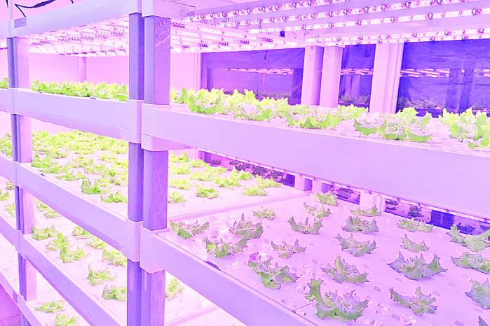 Racks con lechugas en el sistema de agricultura vertical.