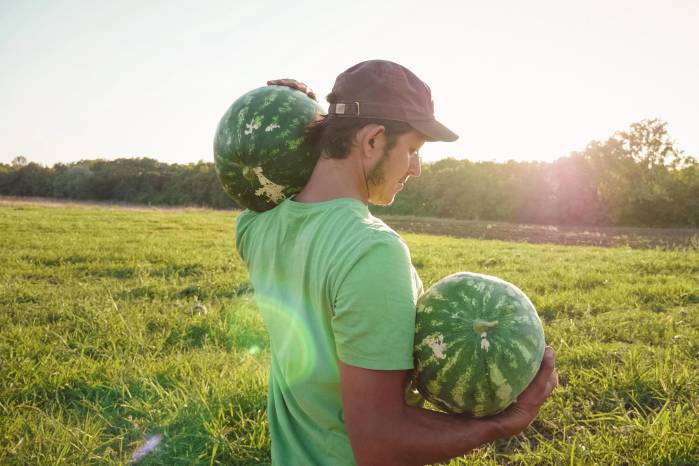 Tres plantas exportadoras estarán despachando en este periodo más de 700 contenedores de sandía y melones hacia el mercado holandés.
