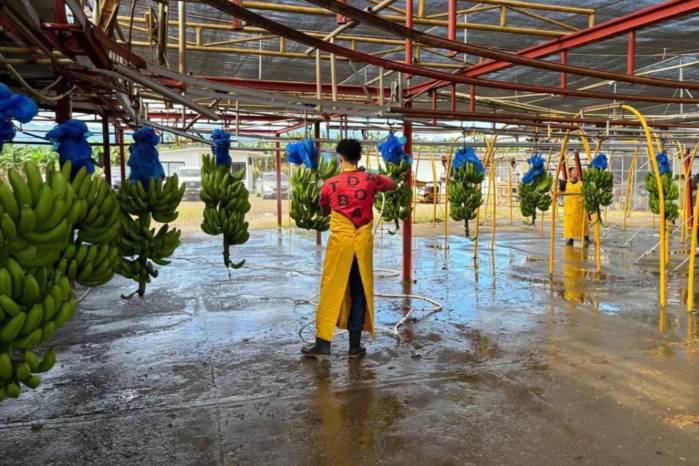 La recuperación de la actividad permitirá proteger más de 6.000 empleos vinculados al sector bananero.