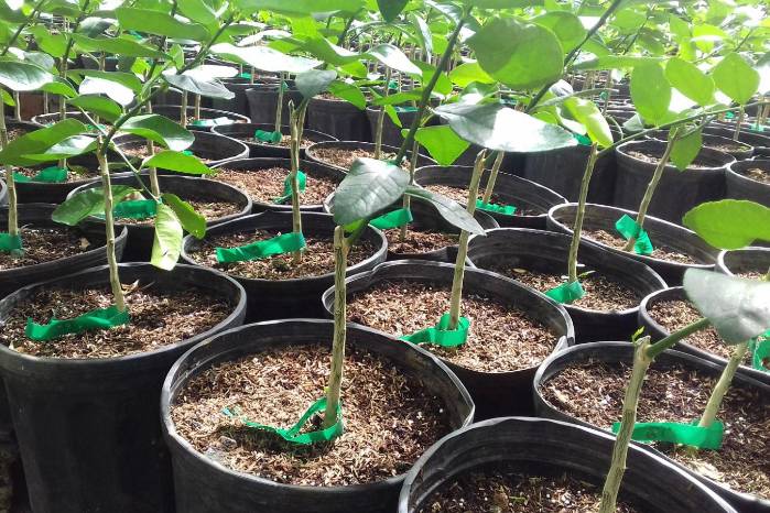 La vigilancia en los traslados mantienen zonas libres de HLB.