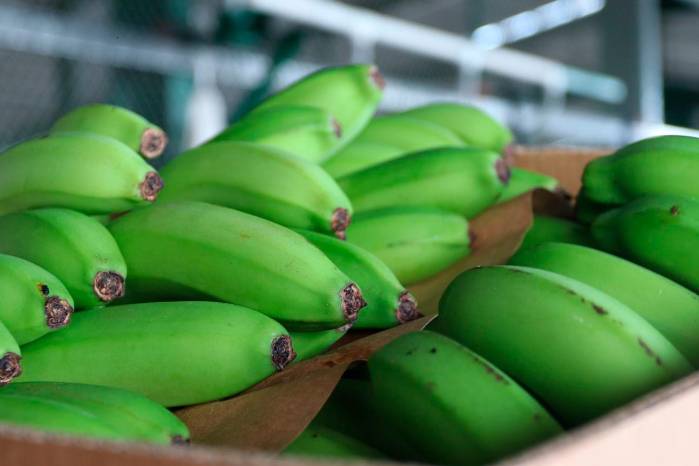 Las exportaciones de banano fueron las más destacadas a lo largo de 2024.
