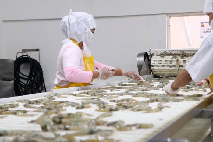 Las ventas de camarones congelados, que lideraron la oferta exportable con 12.6 % del total.