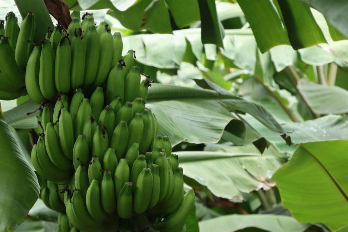 Bocas del Toro, la mayor exportadora de banano desde 1850