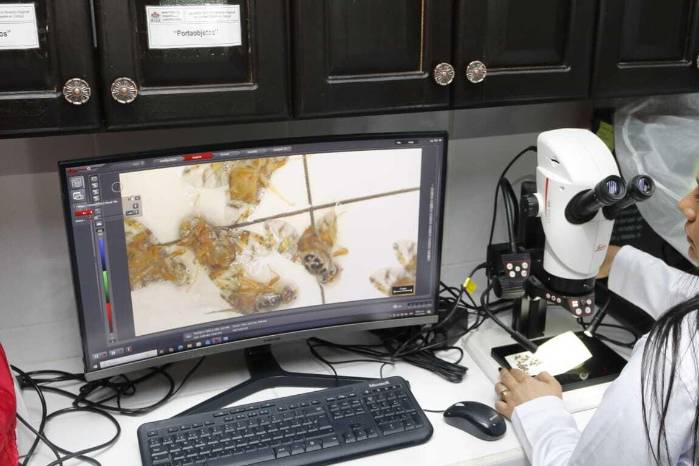 El proceso conllevó meses de preparación y coordinación, así como capacitación especializada para que el personal técnico desarrolle las competencias necesarias para el monitoreo, identificación y liberación de insectos estériles.