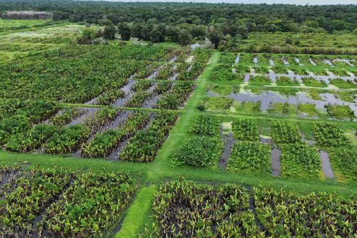 Unas mil hectáreas de banano están abandonadas y con la enfermedad de la Sigatoka negra.