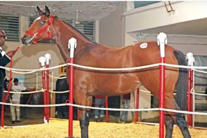 De las subastas del Haras San Miguel han emergido grandes estelaristas, probados dentro y fuera de fronteras.