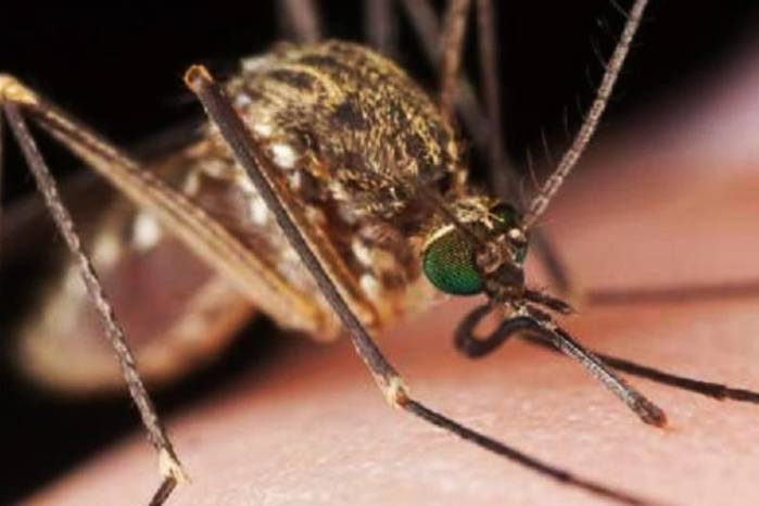 El MINSA reporta situación epidemiológica de la semana 36 en Panamá.