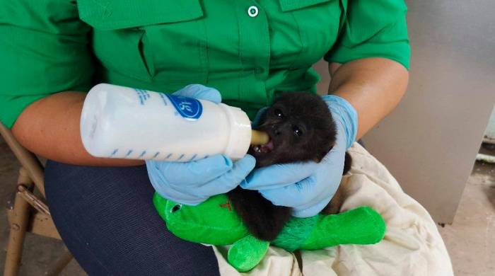Personal de MiAmbiente alimenta a un mono aullador.
