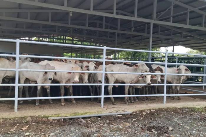 Productores pecuarios de Guabito realizan trámites de renovación de pólizas con la agencia regional del ISA.