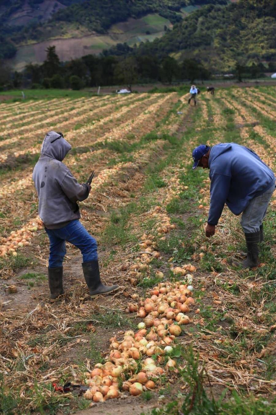 Los productores de cebolla de Tierras Altas han visto mermada su producción por los efectos asociados el fenómeno de ‘El Niño’.