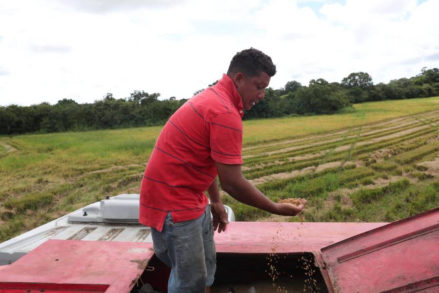 Un productor faena en la cosecha de arroz.