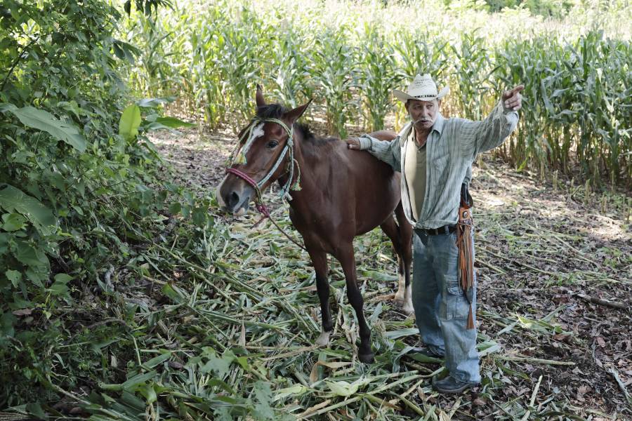 Ramón García recorre su plantación de maíz.